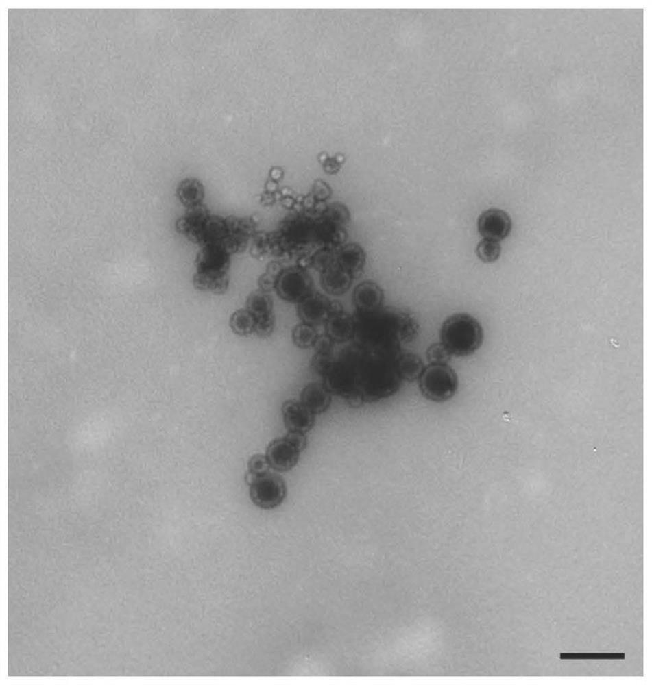 Vaccine vector as well as preparation method and application thereof