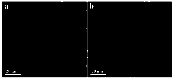 Polyolefin/graphene nanocomposite and preparation method thereof