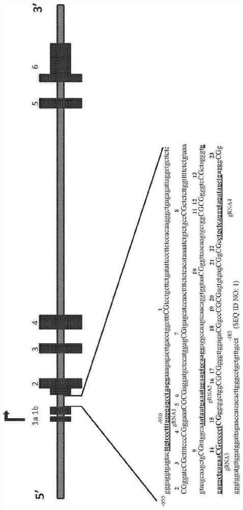 Downregulation of snca expression by targeted editing of dna-methylation