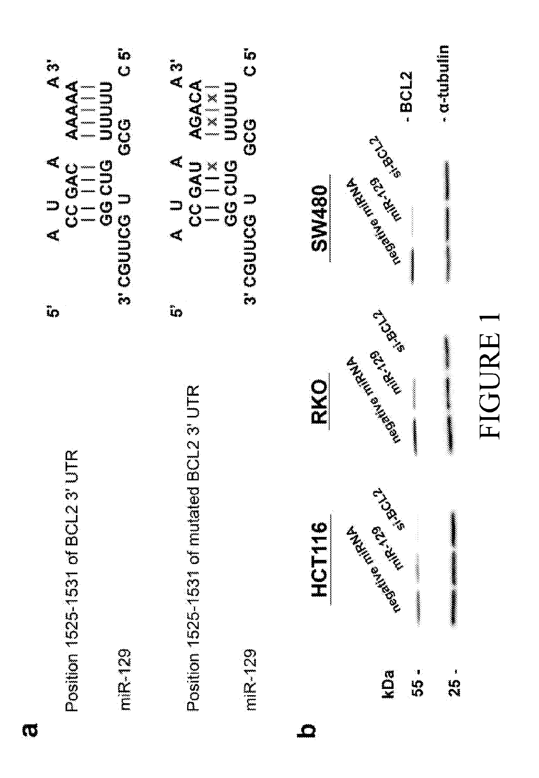 MicroRNA-129 AS A BIOMARKER FOR COLORECTAL CANCER