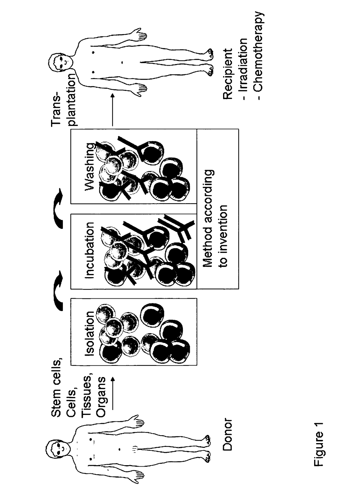 Anti CD4 antibodies to prevent in particular graft-versus-host-disease (GvHD)