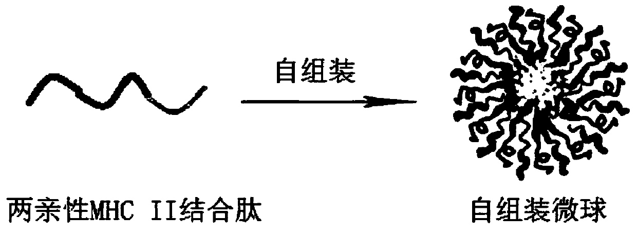 Sufficiently diverse amphiphilic MHC II binding polypeptide, immunocarrier microsphere and preparation method and application thereof