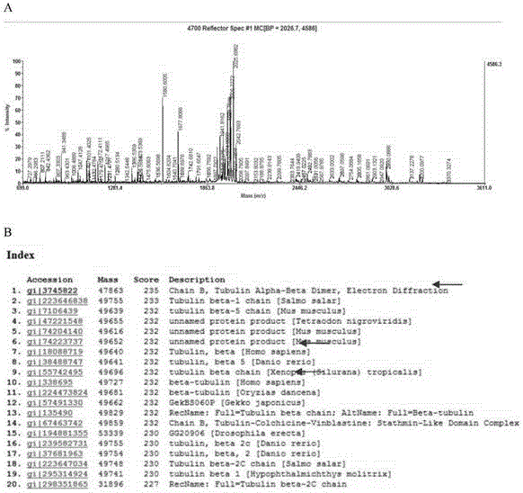 Long-chain non-coding RNA-APOC1P1-3 gene and application thereof for preparing target markers