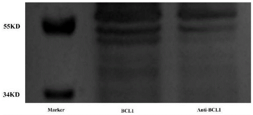 Long-chain non-coding RNA-APOC1P1-3 gene and application thereof for preparing target markers