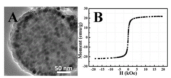 Method for sensitively, simply and conveniently detecting bacteria