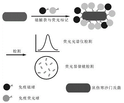 Method for sensitively, simply and conveniently detecting bacteria