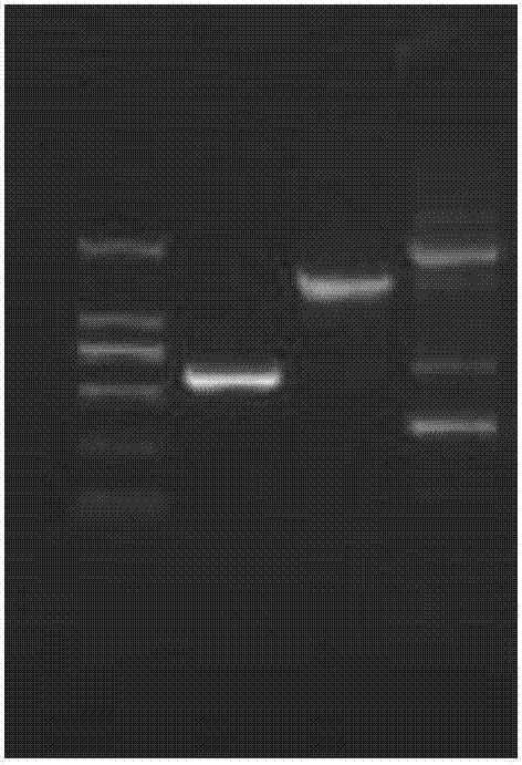 Rape multiple ALS (acetolactate synthase) inhibitor type herbicide-resistant gene based on in-vitro site-specific mutagenesis and application