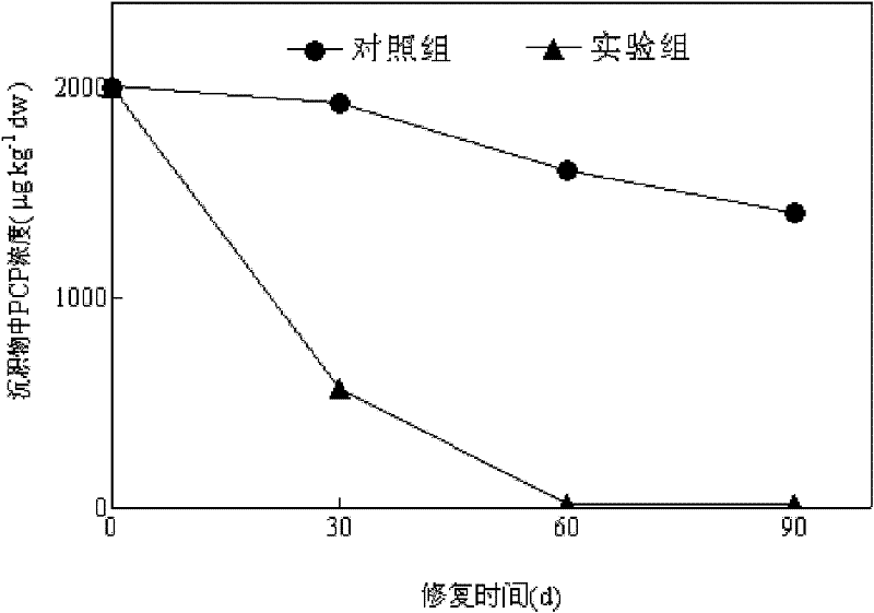 Method for removing toxic organic pollutants from sediment by using plant