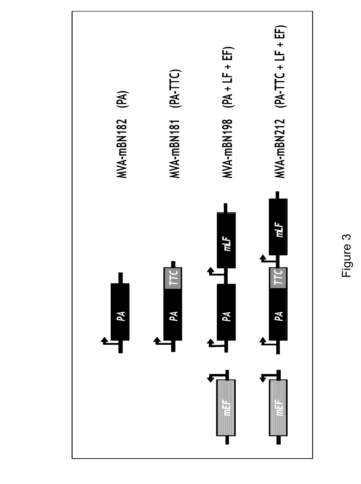 Recombinant poxvirus vector comprising tetanus toxin fragment c