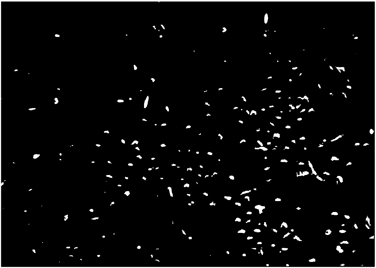 Medium and method for separating EPCs (endothelial progenitor cells) of bone marrow