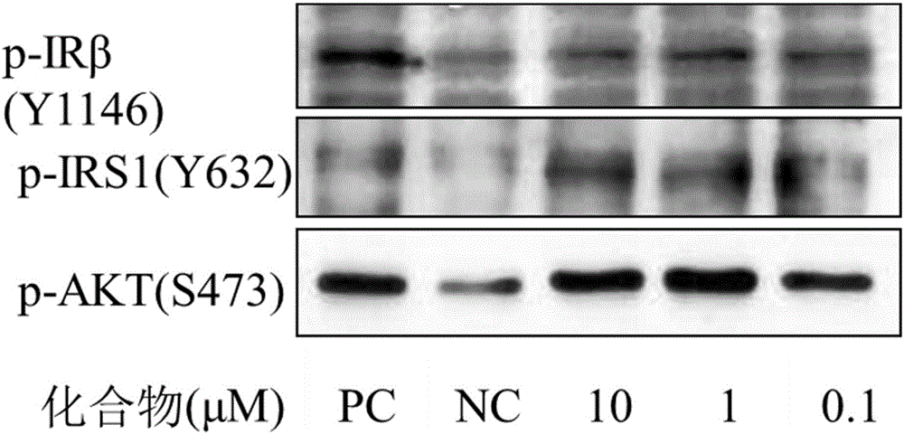 Oxadiazole compound and application thereof to preparation of medicament for preventing and/or treating type 2 diabetes