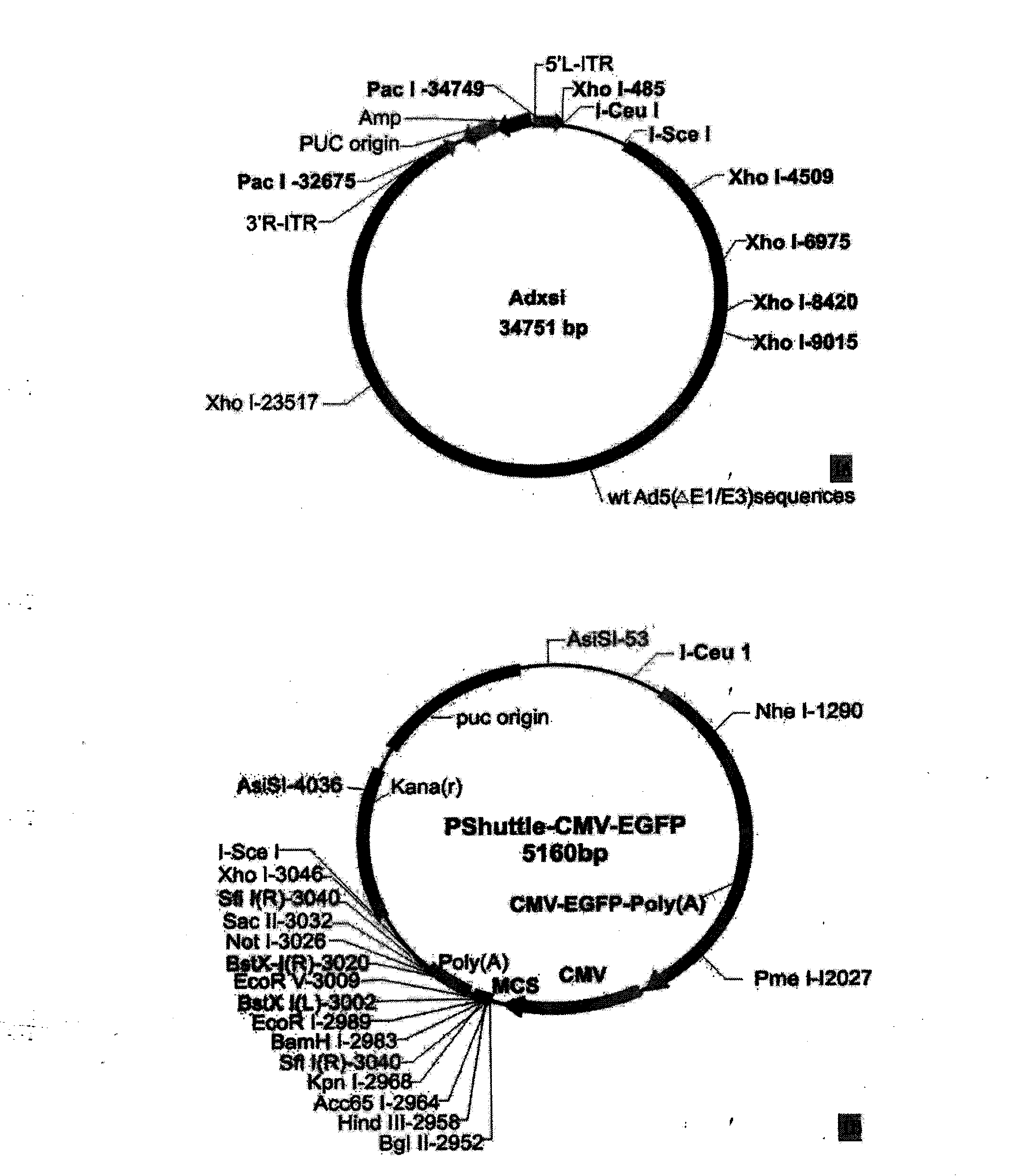 Method for inducing differentiation of mesenchyma stem cell into islet beta-like cells, and use thereof