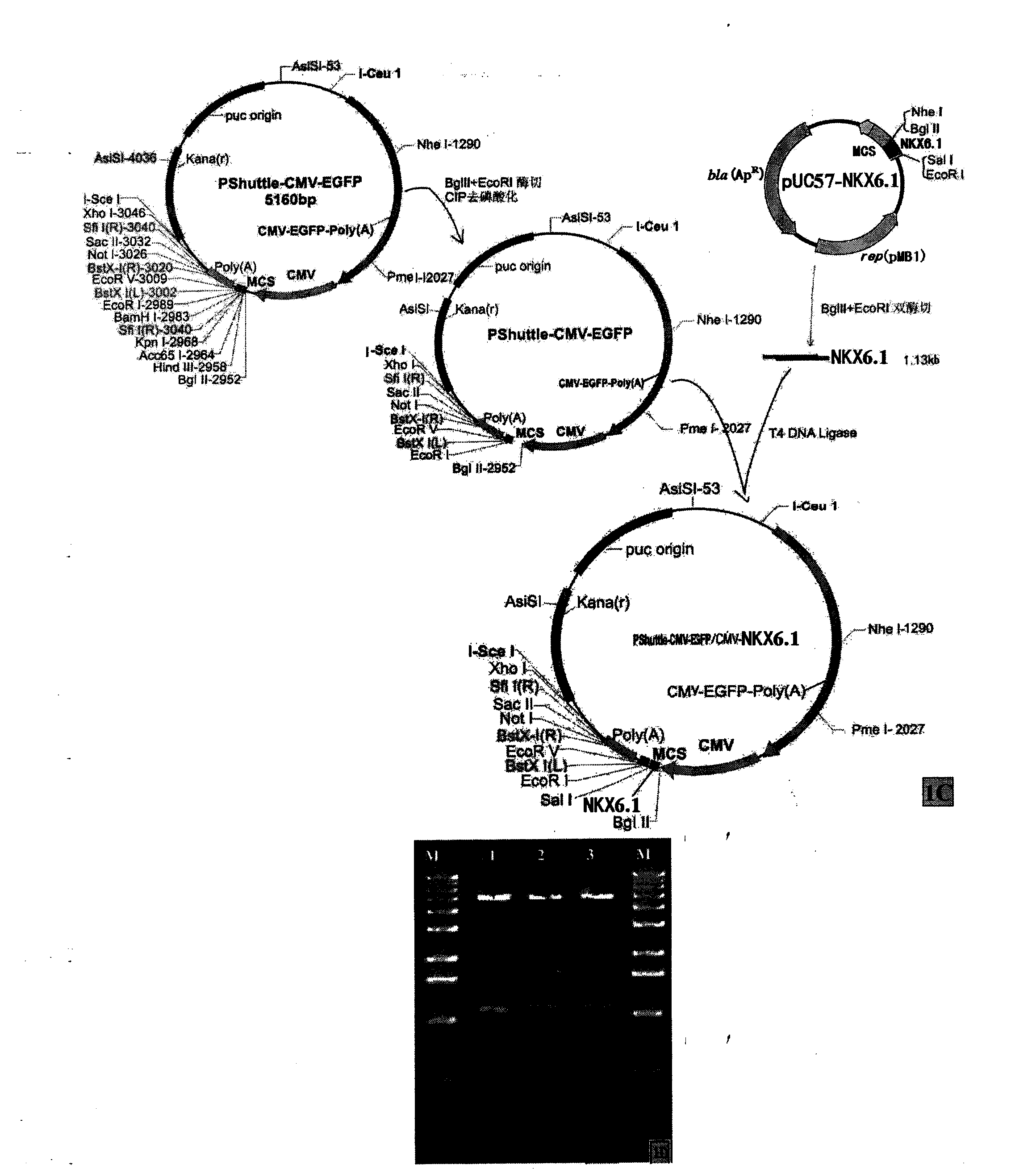 Method for inducing differentiation of mesenchyma stem cell into islet beta-like cells, and use thereof