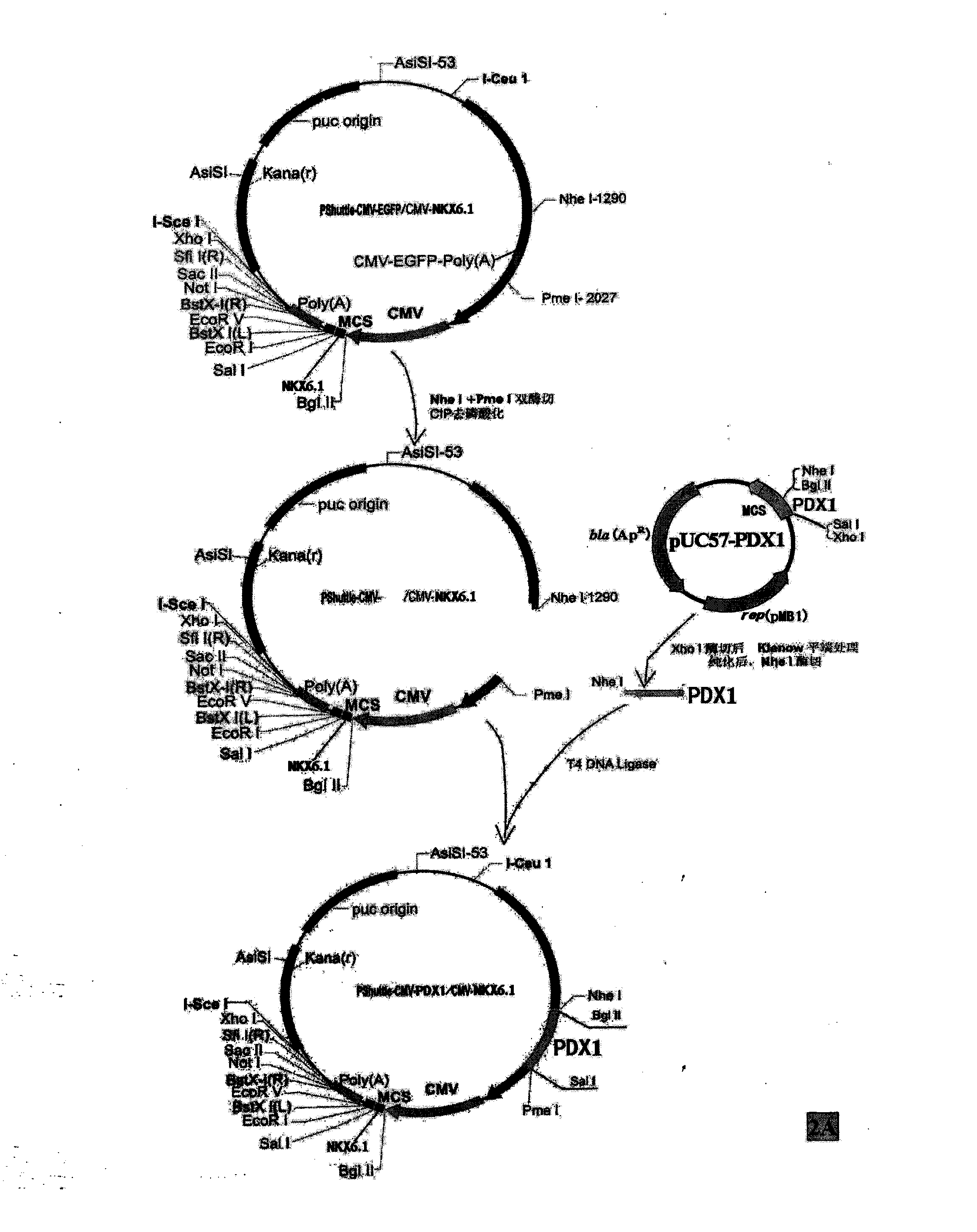 Method for inducing differentiation of mesenchyma stem cell into islet beta-like cells, and use thereof