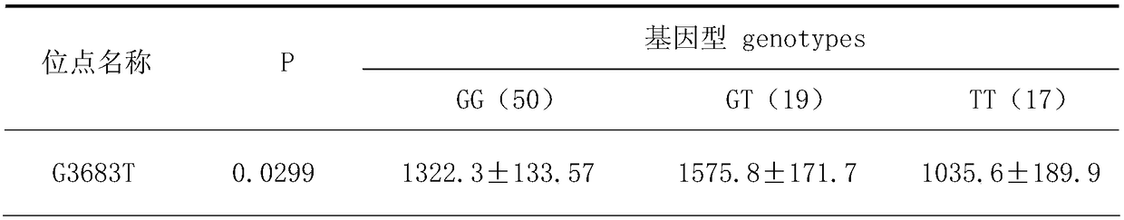 Method and application of buffalo lactation-related gene leptin as a molecular marker