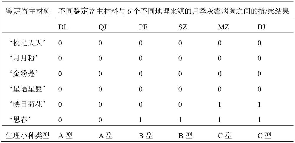 Identification method of Chinese rose botrytis cinerea physiological race