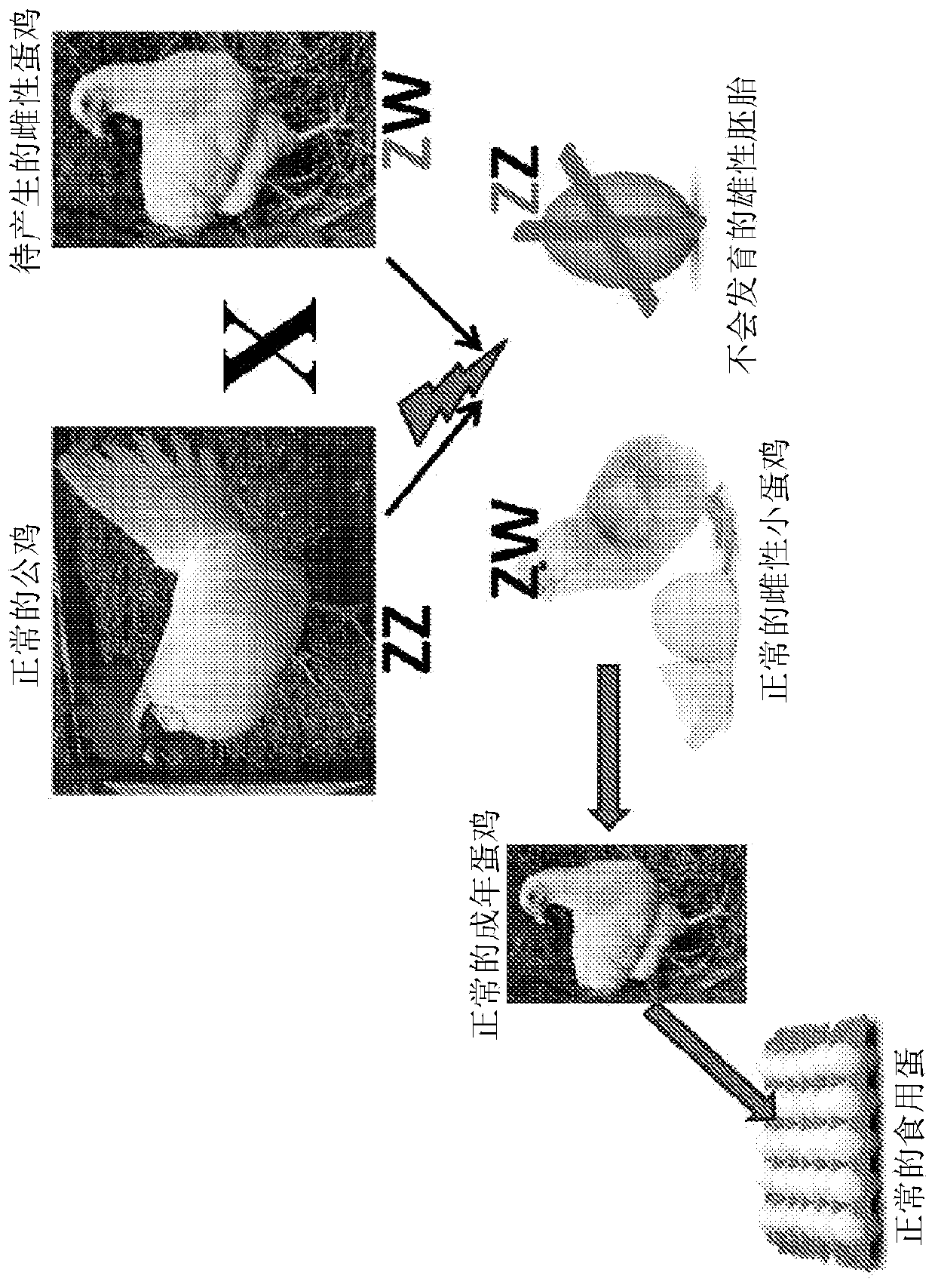 Genome-edited birds