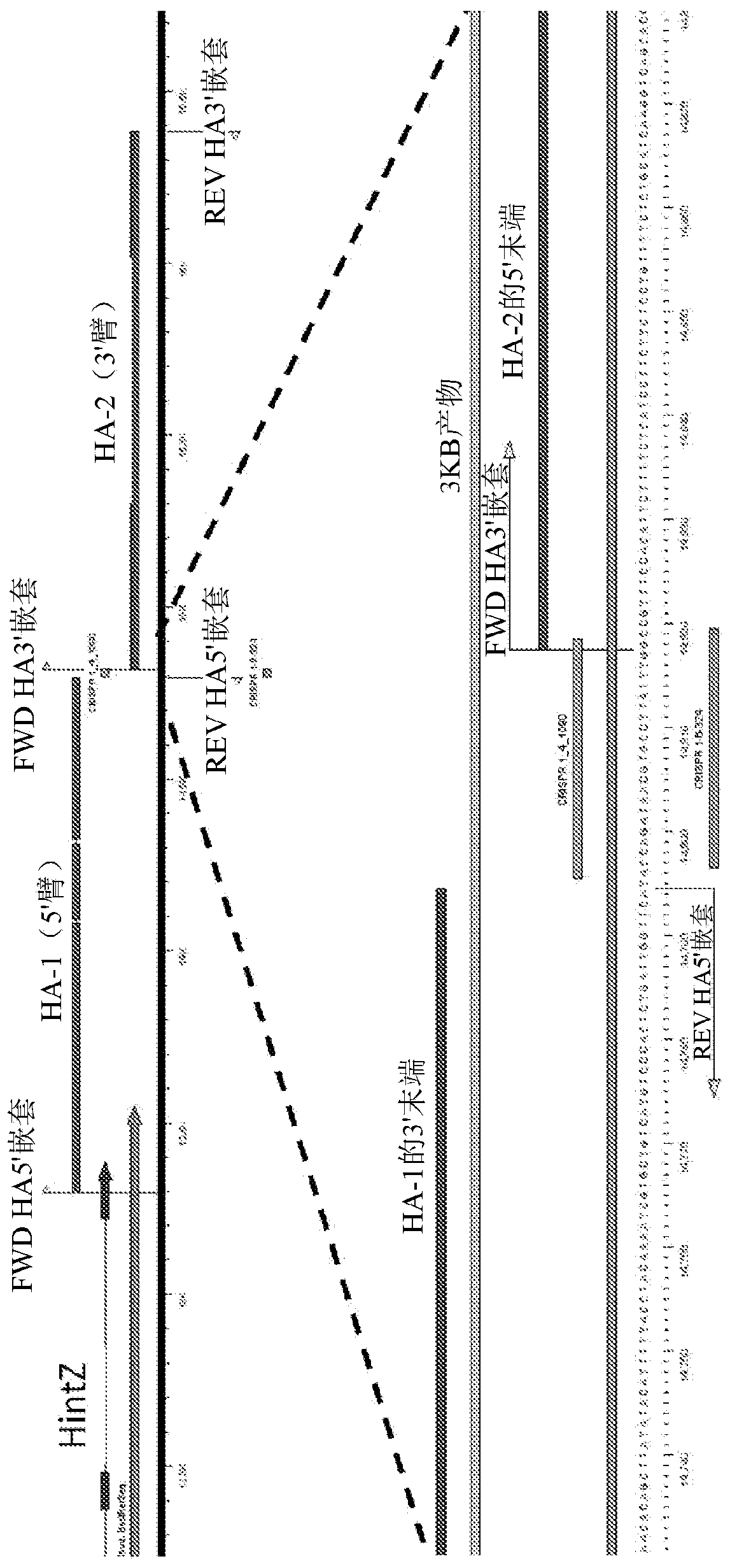 Genome-edited birds