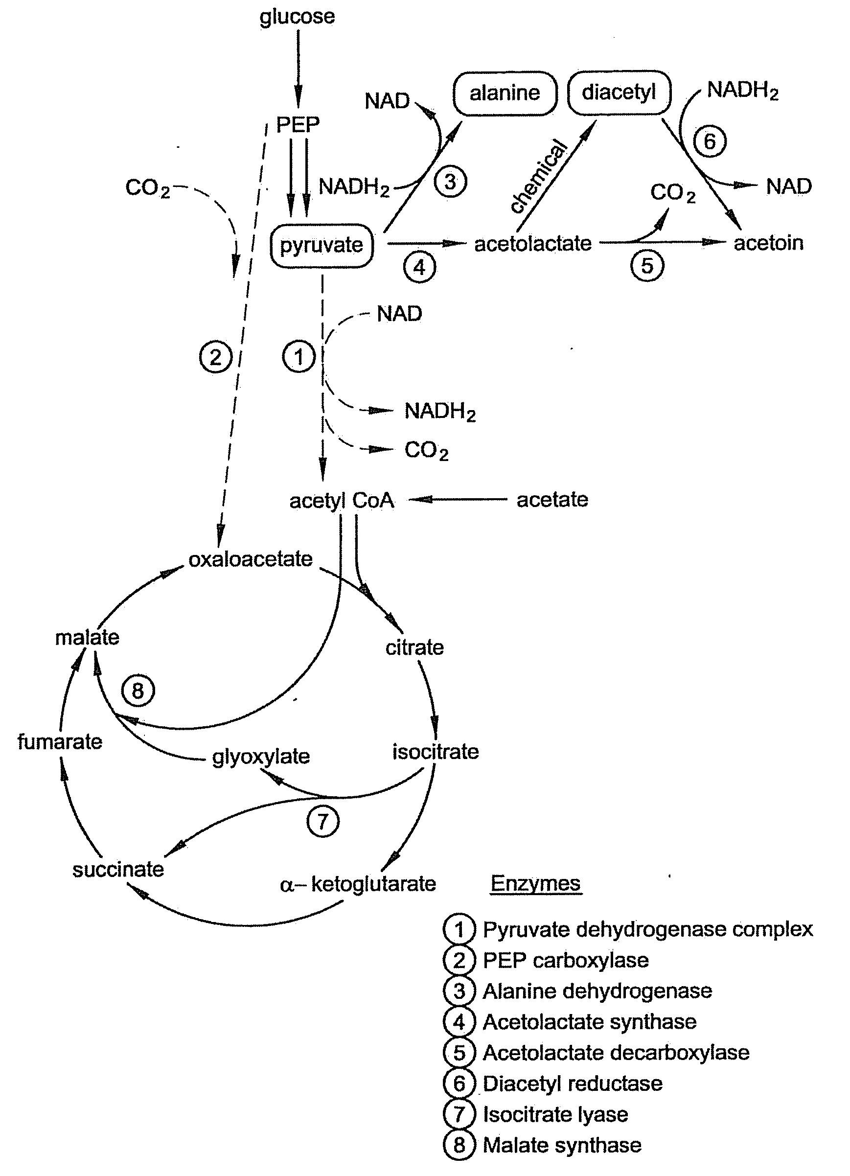 Microbial production of pyruvate and pyruvate derivatives