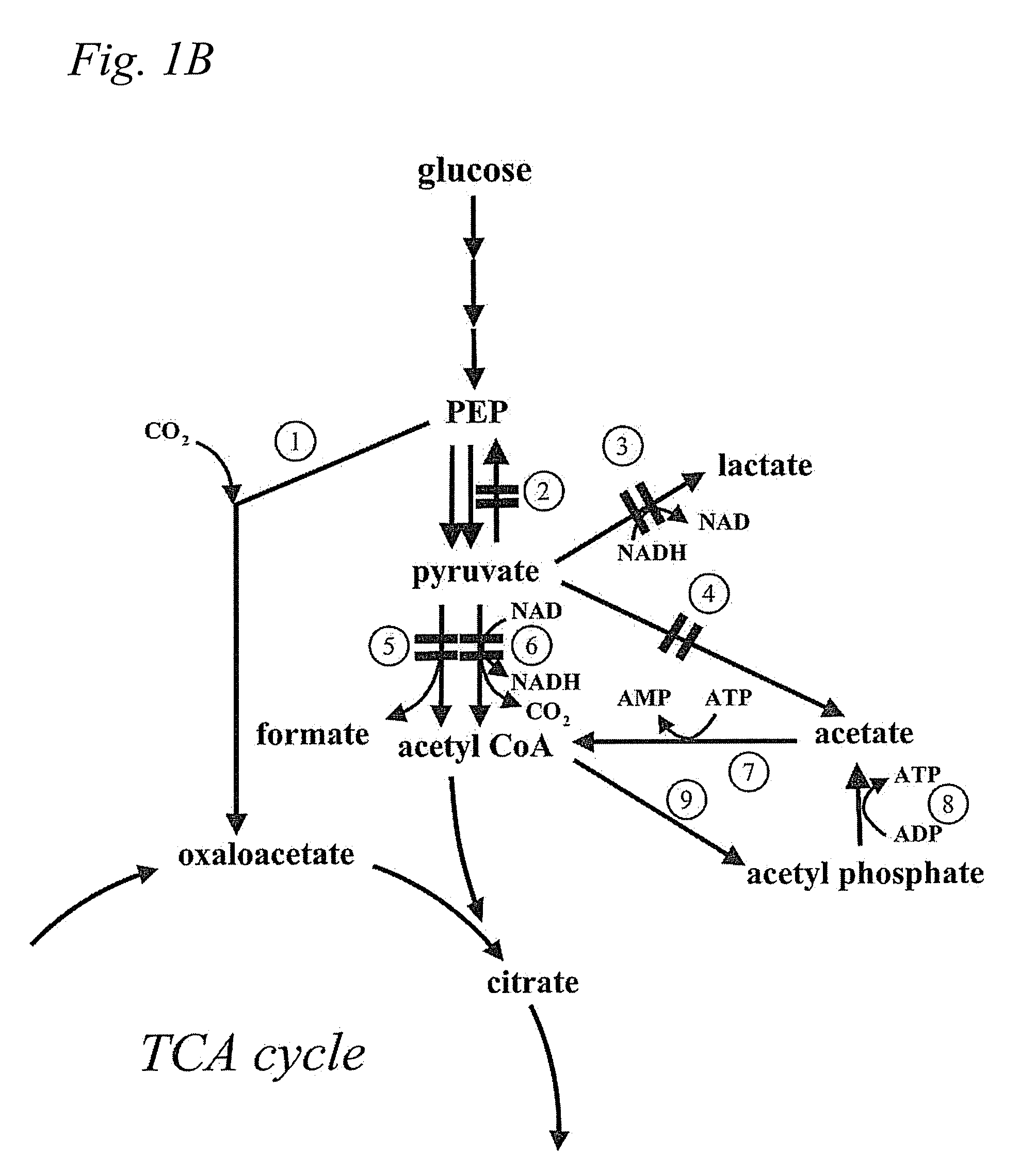 Microbial production of pyruvate and pyruvate derivatives