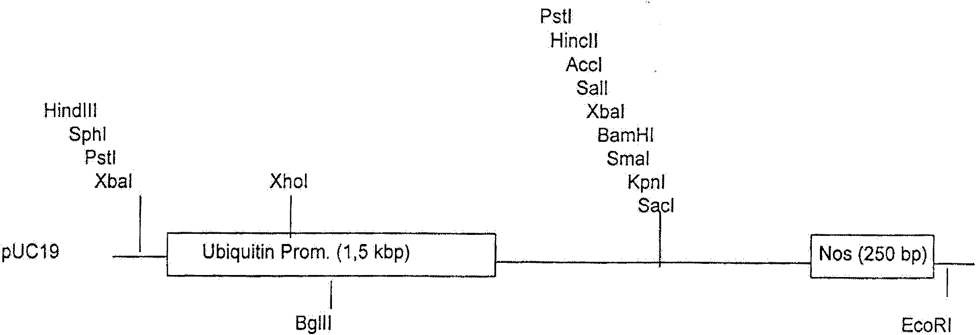 A plant transformation vector and its construction method and application