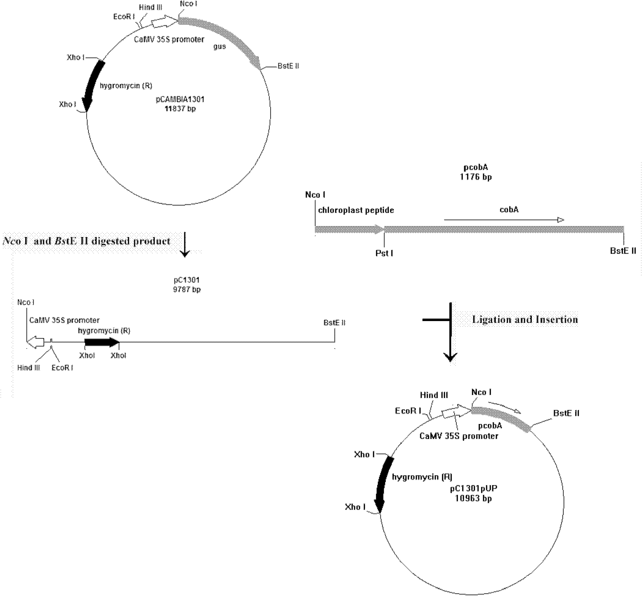 A plant transformation vector and its construction method and application