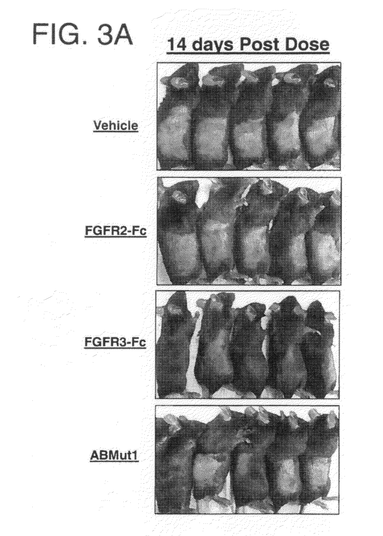 Hair growth methods using fgfr3 extracellular domins