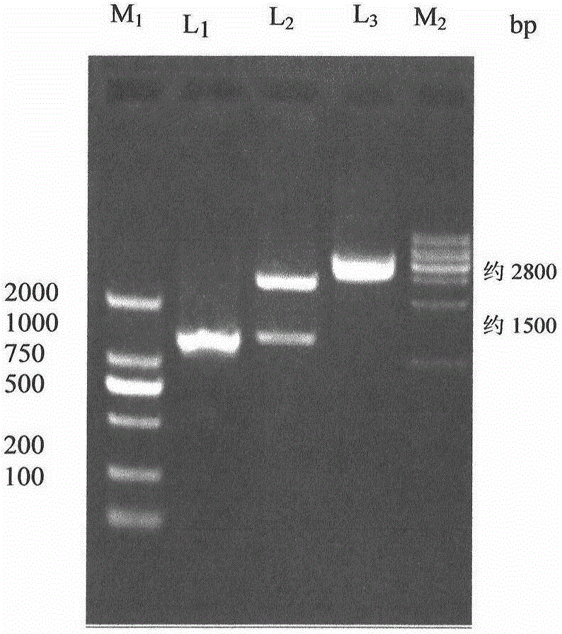 Recombinant expression vector and construction method thereof, recombinant virus strain and application thereof, recombinant protein and subunit vaccine