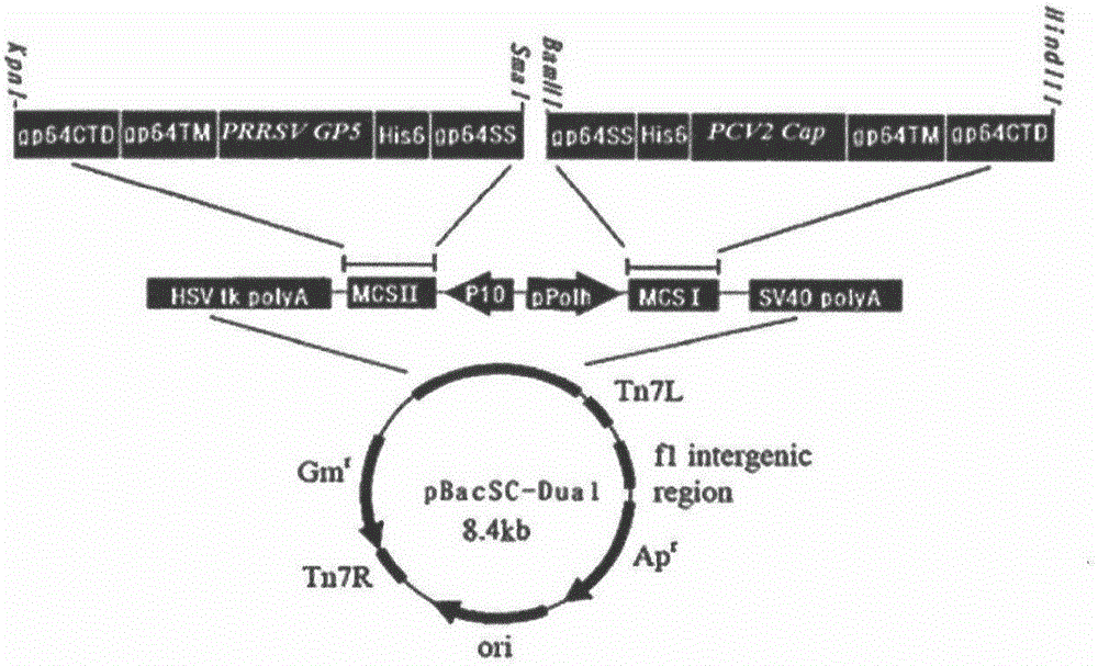 Recombinant expression vector and construction method thereof, recombinant virus strain and application thereof, recombinant protein and subunit vaccine