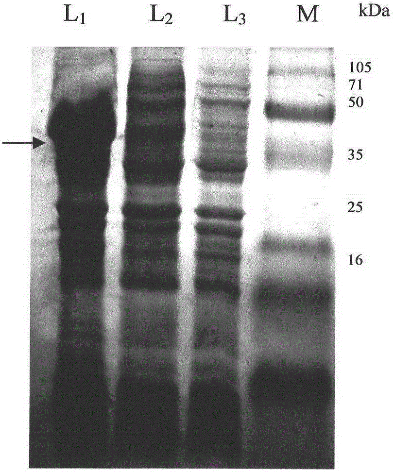 Recombinant expression vector and construction method thereof, recombinant virus strain and application thereof, recombinant protein and subunit vaccine