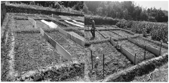 Organic matrix based on water hyacinth and preparation method thereof