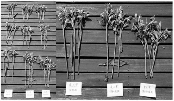 Organic matrix based on water hyacinth and preparation method thereof