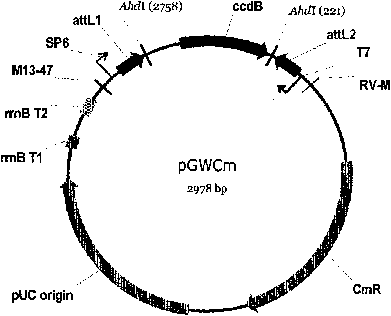 Application of soybean GmCOL4 gene in regulation and control of florescence of plants