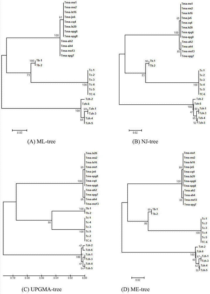 A kind of DNA barcode primer pair, kit and method for identifying Taxus species