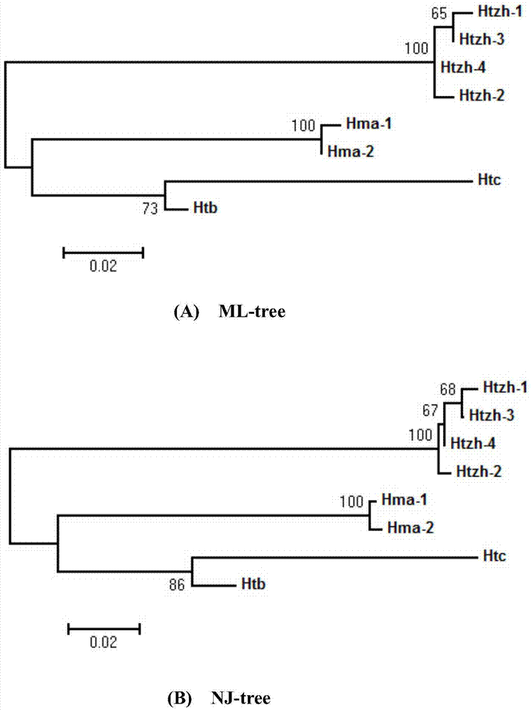 A kind of DNA barcode primer pair, kit and method for identifying Taxus species