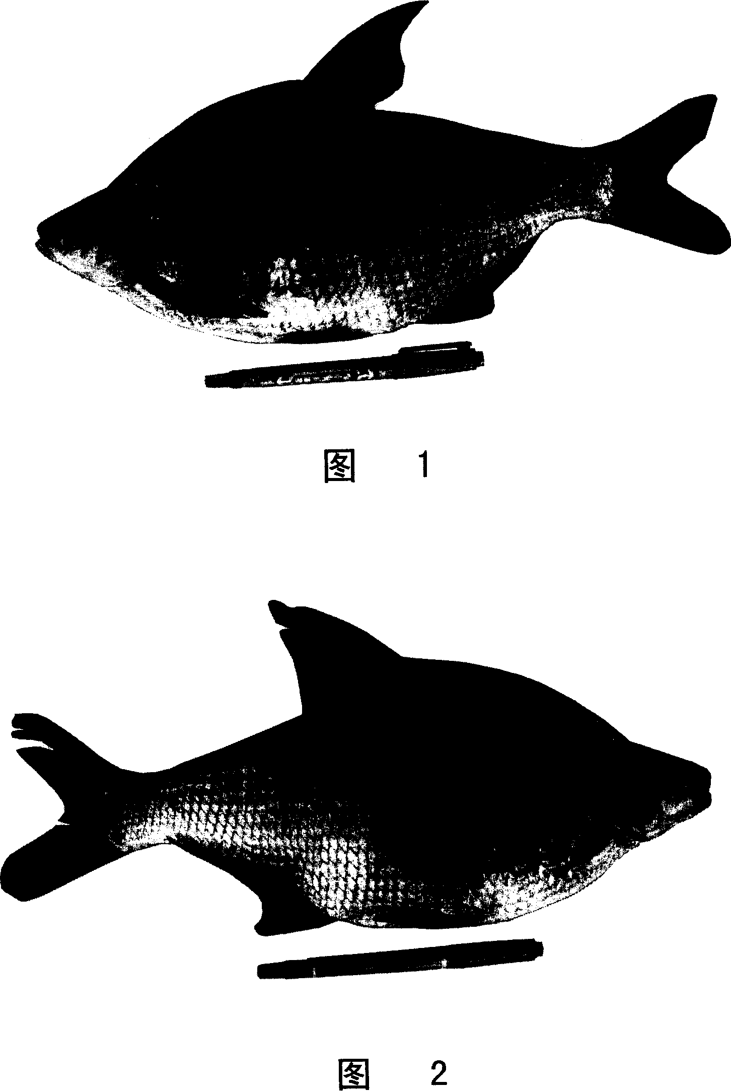 Method for constructing allotetraploid of bluntsnout bream