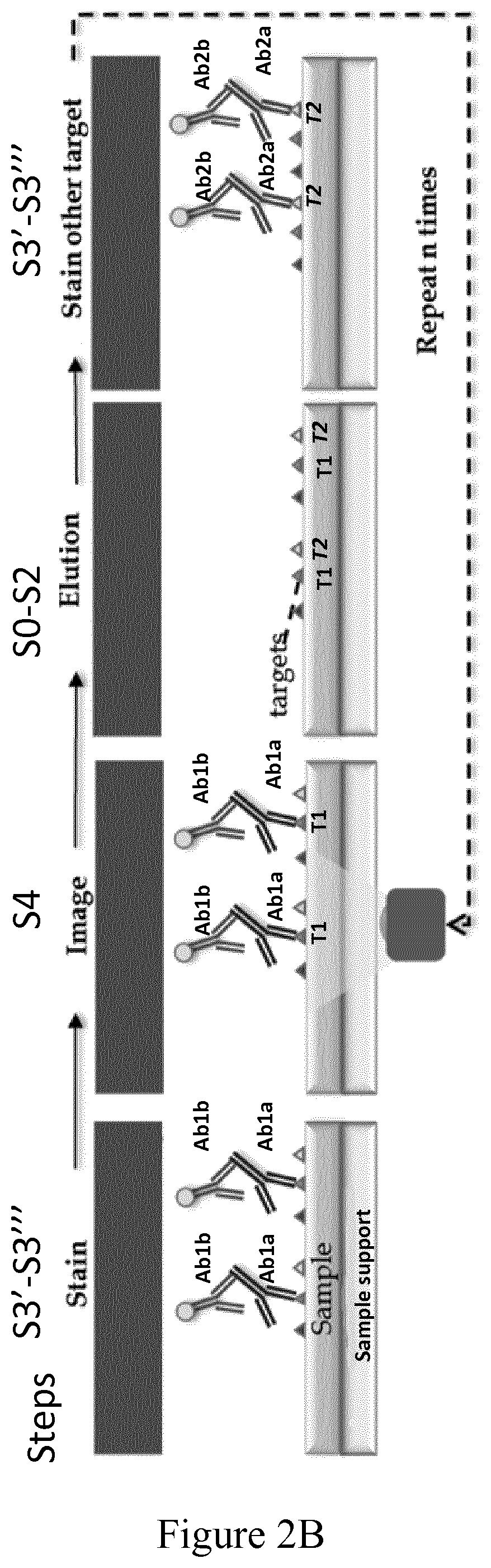 Methods of sample cycle multiplexing and in situ imaging