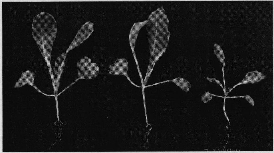 Method for improving growth vigor of plants in tropical zone and subtropical zone