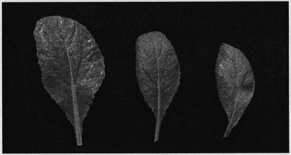 Method for improving growth vigor of plants in tropical zone and subtropical zone