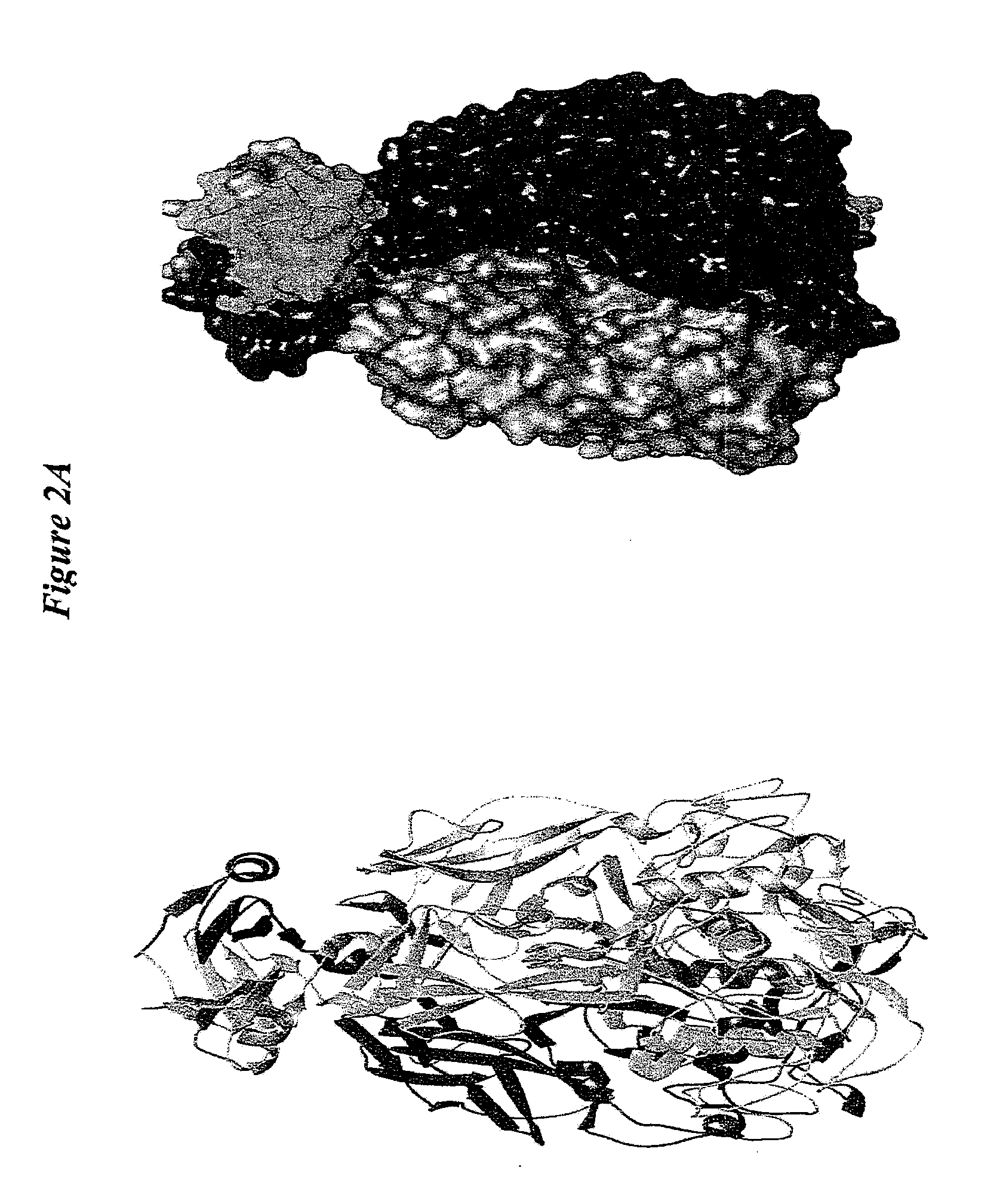 C-Type Lectin Fold as a Scaffold for Massive Sequence Variation