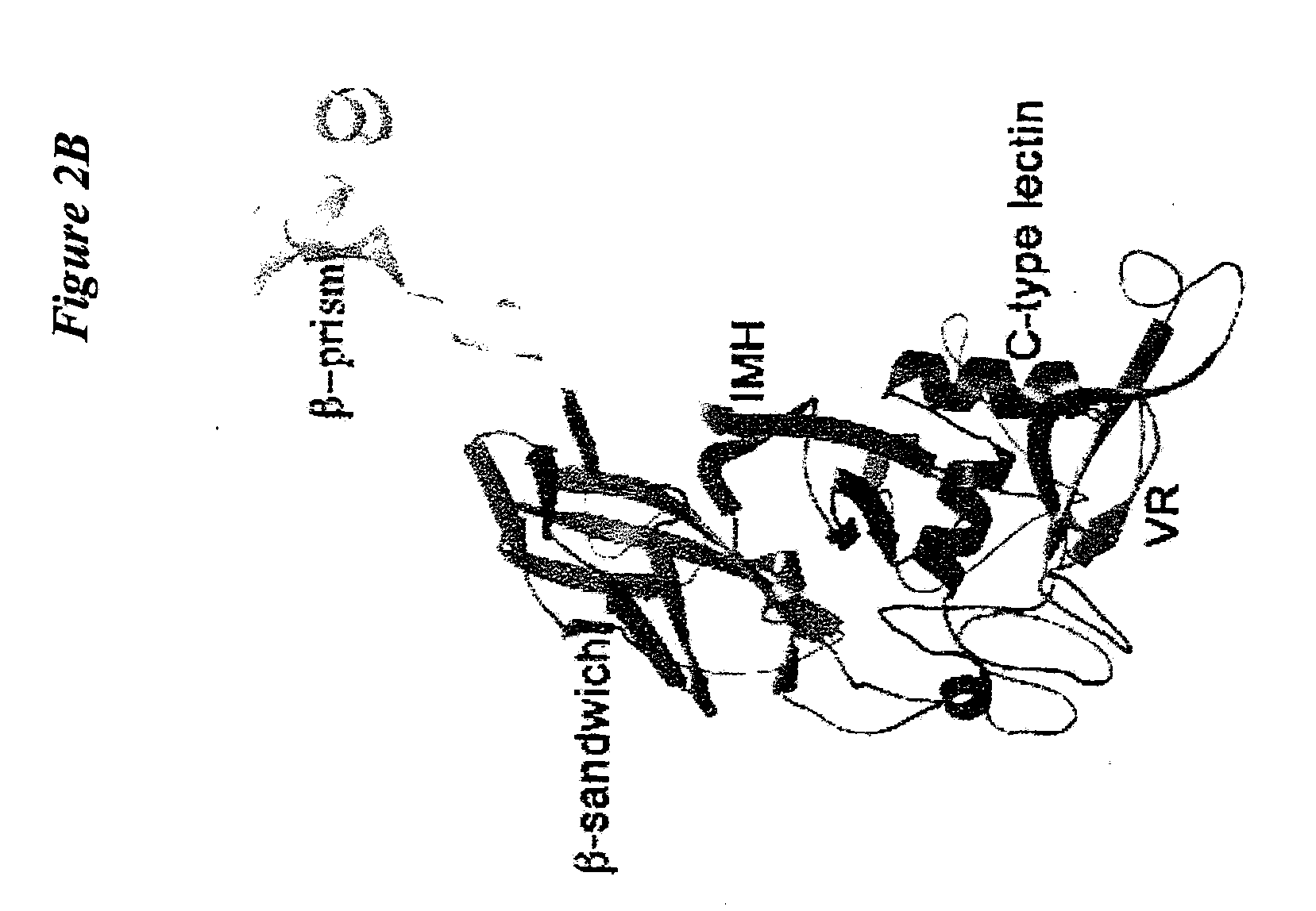 C-Type Lectin Fold as a Scaffold for Massive Sequence Variation