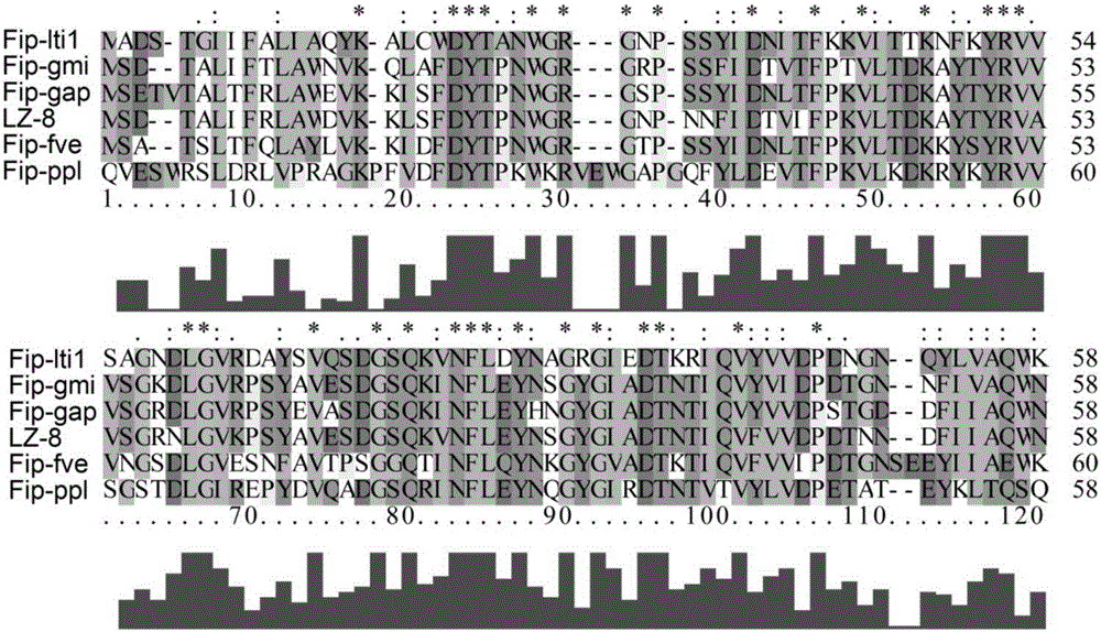 Lentinus-tigrinus immunomodulatory protein Fip-lti1 as well as preparation method and application thereof