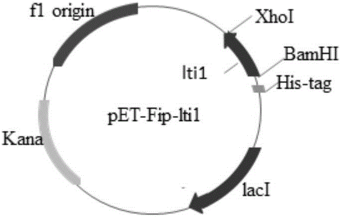 Lentinus-tigrinus immunomodulatory protein Fip-lti1 as well as preparation method and application thereof