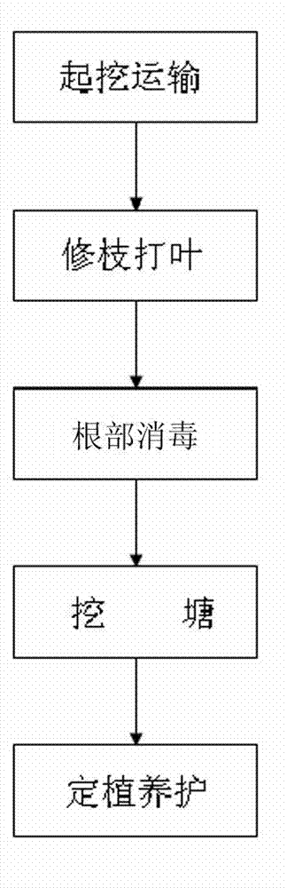 Out-of-season big tree transplanting method