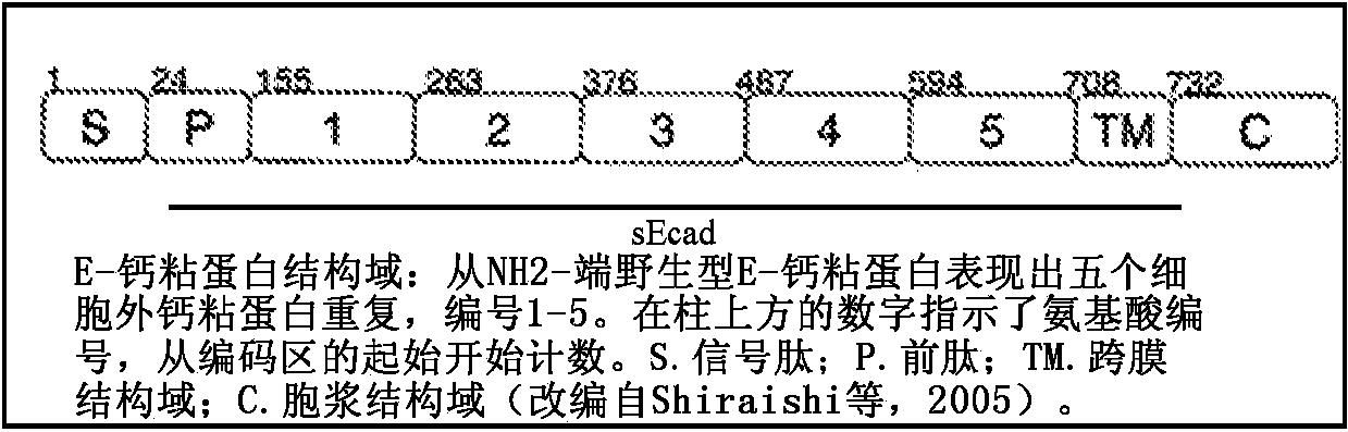 Combination therapies including inhibitors of the extracellular domain of E-cadherin