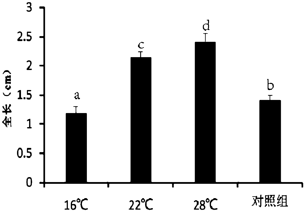 A kind of early propagation and rapid breeding method of small yellow croaker