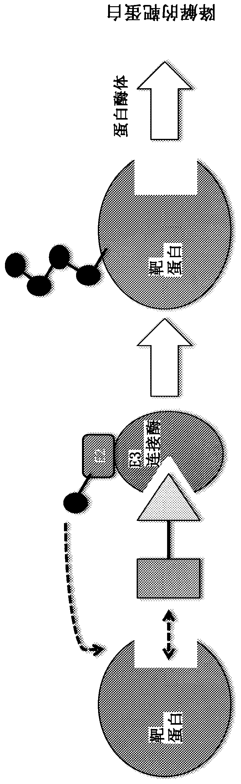 Compounds and methods for the targeted degradation of rapidly accelerated fibrosarcoma polypeptides