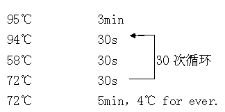 Gene chip, detection reagent and kit for detection of NLRP7 gene