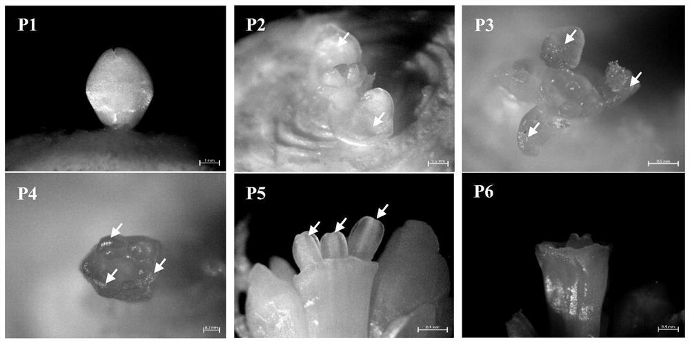 Microsampling method for organ morphogenesis period of Chinese narcissus