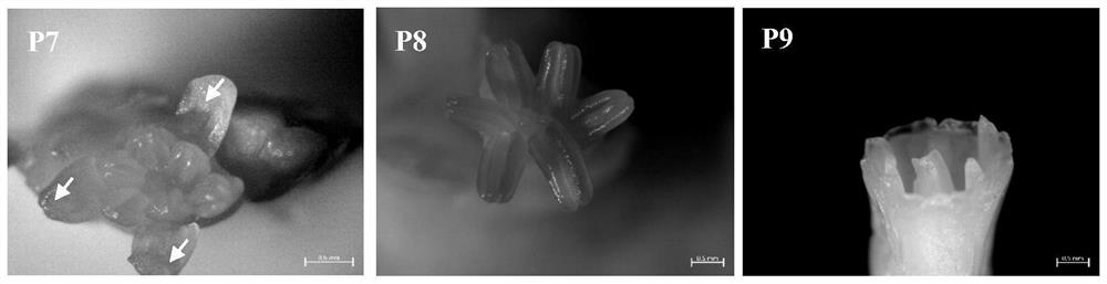 Microsampling method for organ morphogenesis period of Chinese narcissus